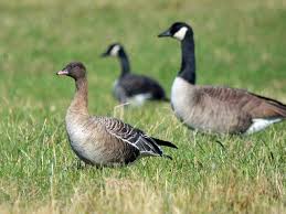 Image result for Anser brachyrhynchus