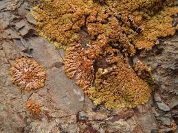 Attēlu rezultāti vaicājumam “Caloplaca saxicola”