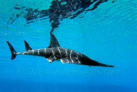 Image result for Rhynchobatus djiddensis