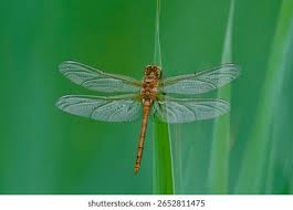 Attēlu rezultāti vaicājumam “Sympetrum danae”