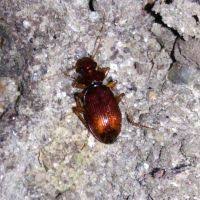 Attēlu rezultāti vaicājumam “Leistus terminatus”