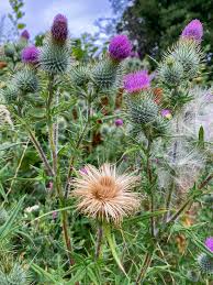 Attēlu rezultāti vaicājumam “Cirsium acaule fruit”