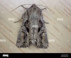 Attēlu rezultāti vaicājumam “Lacanobia suasa”