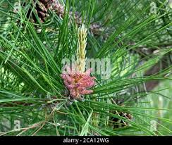 Attēlu rezultāti vaicājumam “Pinus pumila male flower”