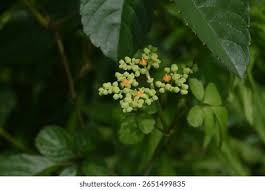 Attēlu rezultāti vaicājumam “Vitaceae”