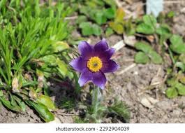 Attēlu rezultāti vaicājumam “Pulsatilla patens leaf”
