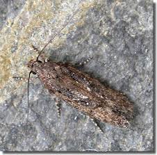 Attēlu rezultāti vaicājumam “Carpatolechia alburnella”