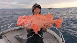 Image result for Sebastes