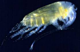 Attēlu rezultāti vaicājumam “Copepoda”