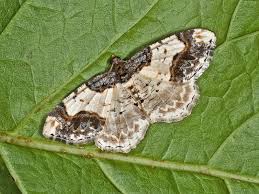 Attēlu rezultāti vaicājumam “Ligdia adustata”