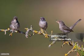 Image result for Sylvia sarda