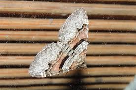 Attēlu rezultāti vaicājumam “Xanthorhoe designata”