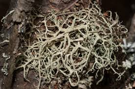 Attēlu rezultāti vaicājumam “Evernia mesomorpha”