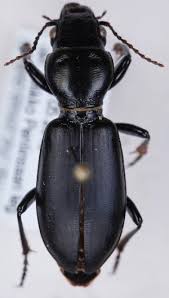 Attēlu rezultāti vaicājumam “Broscus cephalotes”