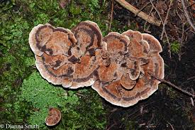 Attēlu rezultāti vaicājumam “Hydnellum ferrugineum”