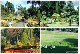 Image result for шри ланка королевский ботанический сад