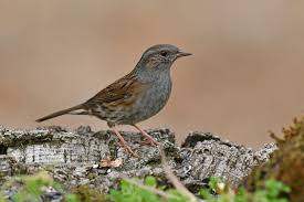 Attēlu rezultāti vaicājumam “Prunella modularis”