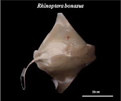 Image result for Rhinoptera bonasus
