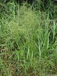 Attēlu rezultāti vaicājumam “Poa palustris leaf”