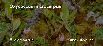 Attēlu rezultāti vaicājumam “Oxycoccus microcarpus”