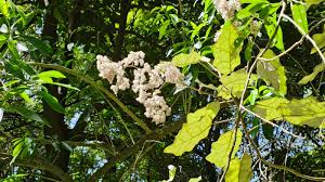 Attēlu rezultāti vaicājumam “Biscogniauxia repanda”