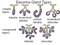 glands