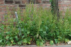 Attēlu rezultāti vaicājumam “Rumex obtusifolius”