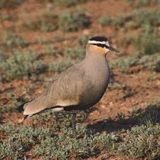 Image result for Vanellus gregarius