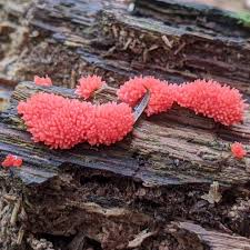 Attēlu rezultāti vaicājumam “Tubifera ferruginosa (subsp. ferruginosa) young”