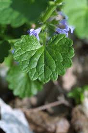 Image result for Glechoma hederacea