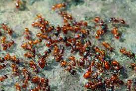Attēlu rezultāti vaicājumam “Myrmica rubra”