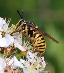 Attēlu rezultāti vaicājumam “Sericomyia silentis”