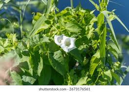 Attēlu rezultāti vaicājumam “Calystegia sepium flower”