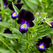 Attēlu rezultāti vaicājumam “Viola x williamsii flower”