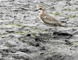 Image result for Charadrius mongolus