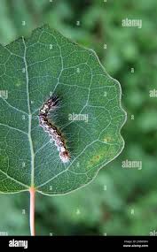 Attēlu rezultāti vaicājumam “Acronicta megacephala larva”
