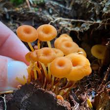 Attēlu rezultāti vaicājumam “Xeromphalina campanella”