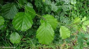 Attēlu rezultāti vaicājumam “Alnus”