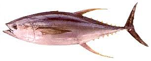 Image result for Thunnus maccoyii