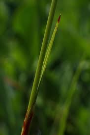 Attēlu rezultāti vaicājumam “Eriophorum gracile leaf”