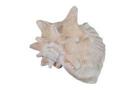 Image result for Aliger gigas