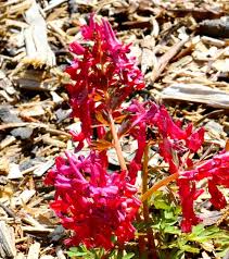 Attēlu rezultāti vaicājumam “Corydalis solida flower”