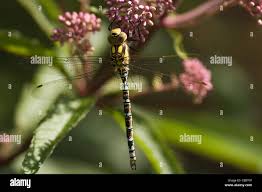 Attēlu rezultāti vaicājumam “Aeshna mixta female”