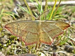 Attēlu rezultāti vaicājumam “Timandra comae”