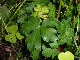 Attēlu rezultāti vaicājumam “Sanicula europaea”