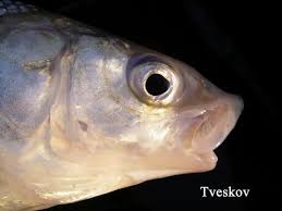 Image result for Coregonus oxyrinchus