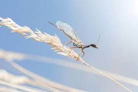 Attēlu rezultāti vaicājumam “Raphidioptera larva”