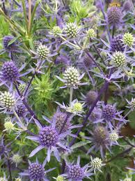 Attēlu rezultāti vaicājumam “Eryngium planum”