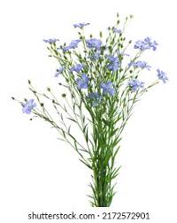 Attēlu rezultāti vaicājumam “Linum usitatissimum flower”