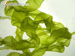 Attēlu rezultāti vaicājumam “Enteromorpha sp.”